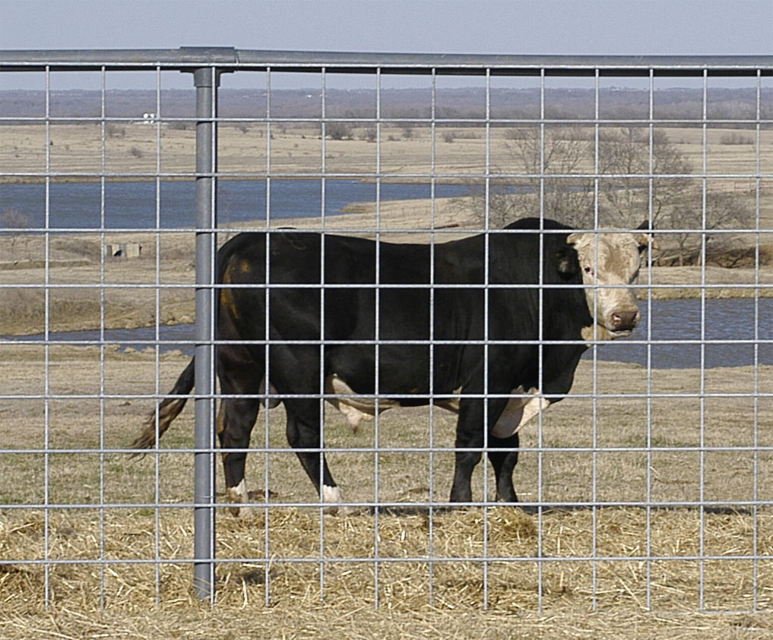 Bull Panels for Durable Livestock Fencing | OK Brand