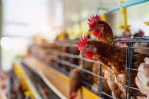 Poultry
