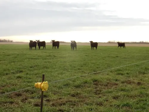 Electric Fence
